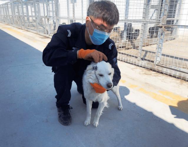 昌平七里渠犬类留检所10天 - 警犬训练器材厂家 _警犬训练用品_工作犬训练用品-南京开久警犬装备-警犬训练器材厂家 _警犬训练用品_工作犬训练用品-南京开久警犬装备