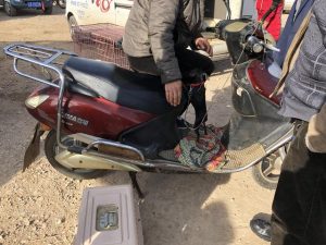 鹿犬好养吗？附近有卖小鹿犬-警犬训练器材厂家 _警犬训练用品_工作犬训练用品-南京开久警犬装备