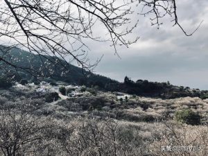 怎样才能让狗喜欢上自己？怎样才能让狗一直叫-警犬训练器材厂家 _警犬训练用品_工作犬训练用品-南京开久警犬装备