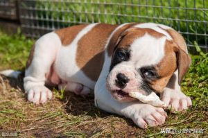 斗牛犬的来历(英国斗牛犬来历)-警犬训练器材厂家 _警犬训练用品_工作犬训练用品-南京开久警犬装备