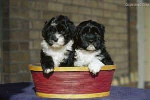 葡萄牙水犬(葡萄牙水犬与黑色泰迪)-警犬训练器材厂家 _警犬训练用品_工作犬训练用品-南京开久警犬装备