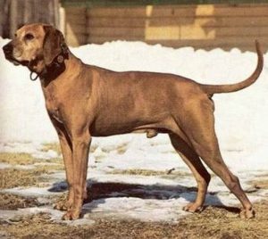 什么猎狗打猎好(猎狗多大可以带去打猎)-警犬训练器材厂家 _警犬训练用品_工作犬训练用品-南京开久警犬装备