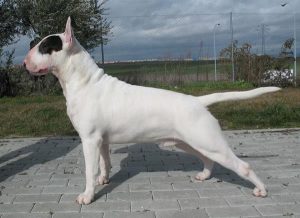 牛头梗犬主要品系类型(牛头梗犬是什么类型的犬)-警犬训练器材厂家 _警犬训练用品_工作犬训练用品-南京开久警犬装备