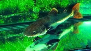 狗仔鲸能和什么鱼混养-警犬训练器材厂家 _警犬训练用品_工作犬训练用品-南京开久警犬装备