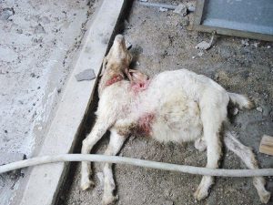 狗狗反刍是怎么回事(胃反刍是怎么回事)-警犬训练器材厂家 _警犬训练用品_工作犬训练用品-南京开久警犬装备