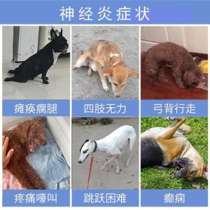 狗四肢无力到处走_狗四肢无力瘫痪了-警犬训练器材厂家 _警犬训练用品_工作犬训练用品-南京开久警犬装备
