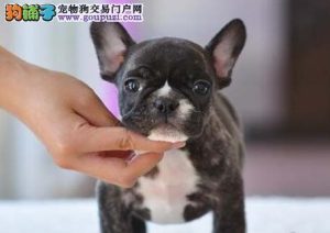 北京宠物狗市场(天津宠物狗市场在哪里)-警犬训练器材厂家 _警犬训练用品_工作犬训练用品-南京开久警犬装备