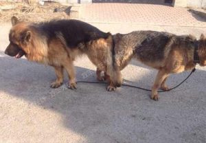 狗狗配种成功后的状态  配种完狗狗是什么状态-警犬训练器材厂家 _警犬训练用品_工作犬训练用品-南京开久警犬装备