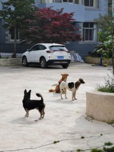 昆明金殿可以带狗吗-警犬训练器材厂家 _警犬训练用品_工作犬训练用品-南京开久警犬装备