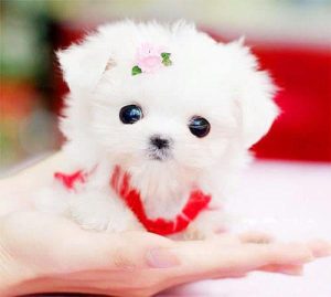 茶杯犬寿命有多久(茶杯犬的寿命是多久)-警犬训练器材厂家 _警犬训练用品_工作犬训练用品-南京开久警犬装备