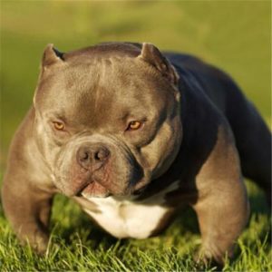 恶霸犬排名(恶霸犬聪明吗排名第几)-警犬训练器材厂家 _警犬训练用品_工作犬训练用品-南京开久警犬装备