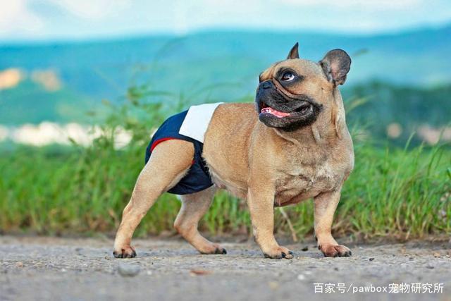 母狗会来月经吗mdash【宠物圈】 - 警犬训练器材厂家 _警犬训练用品_工作犬训练用品-南京开久警犬装备-警犬训练器材厂家 _警犬训练用品_工作犬训练用品-南京开久警犬装备