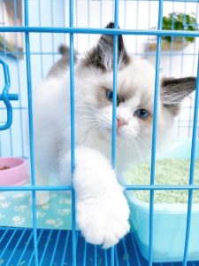 长沙猫狗宠物市场在哪里(长沙南湖宠物市场狗怎么样)-警犬训练器材厂家 _警犬训练用品_工作犬训练用品-南京开久警犬装备