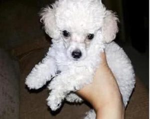 白贵宾犬熊萌宠-警犬训练器材厂家 _警犬训练用品_工作犬训练用品-南京开久警犬装备