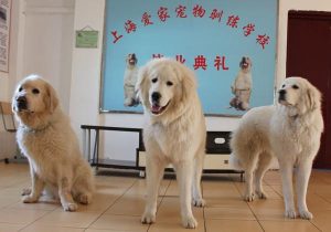 宠物犬训练学校多少钱(训练宠物犬学校收费)-警犬训练器材厂家 _警犬训练用品_工作犬训练用品-南京开久警犬装备