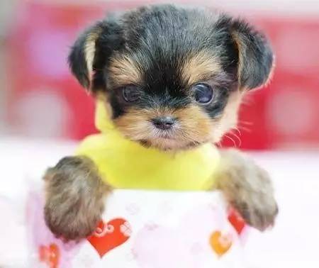 茶杯狗好养吗?需要注意的几大点 - 警犬训练器材厂家 _警犬训练用品_工作犬训练用品-南京开久警犬装备-警犬训练器材厂家 _警犬训练用品_工作犬训练用品-南京开久警犬装备