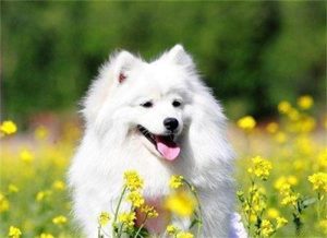 狗狗吃什么毛发好:狗狗吃什么对毛好-警犬训练器材厂家 _警犬训练用品_工作犬训练用品-南京开久警犬装备