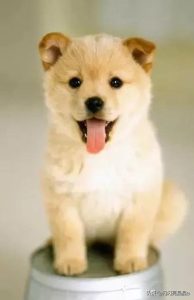 狗狗恋人萌宠,狗狗在家萌宠乐园-警犬训练器材厂家 _警犬训练用品_工作犬训练用品-南京开久警犬装备