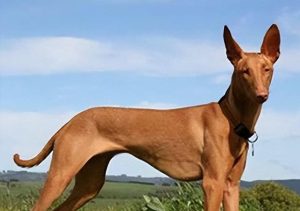 罗威纳犬价格多少钱( *** 罗威纳犬多少钱)-警犬训练器材厂家 _警犬训练用品_工作犬训练用品-南京开久警犬装备