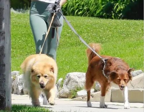遛狗训练 *** (遛狗乱吃东西怎么训练) - 警犬训练器材厂家 _警犬训练用品_工作犬训练用品-南京开久警犬装备-警犬训练器材厂家 _警犬训练用品_工作犬训练用品-南京开久警犬装备
