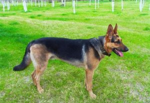 昆明犬天生就是优秀的工作犬-警犬训练器材厂家 _警犬训练用品_工作犬训练用品-南京开久警犬装备