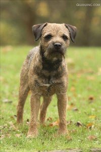 最小的梗犬,梗犬中最小的犬种是?-警犬训练器材厂家 _警犬训练用品_工作犬训练用品-南京开久警犬装备