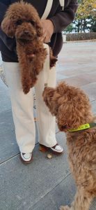 和狗爱爱(和狗爱爱)-警犬训练器材厂家 _警犬训练用品_工作犬训练用品-南京开久警犬装备