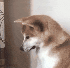 狗狗拉黄尿吃什么药(狗狗尿 *** 吃什么药)-警犬训练器材厂家 _警犬训练用品_工作犬训练用品-南京开久警犬装备