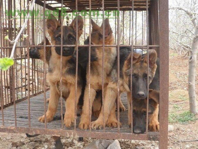 昆明买狗哪里比较可靠(昆明哪里可以买狗) - 警犬训练器材厂家 _警犬训练用品_工作犬训练用品-南京开久警犬装备-警犬训练器材厂家 _警犬训练用品_工作犬训练用品-南京开久警犬装备