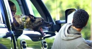 训狗 *** (训狗 *** 大全 *** 教程)-警犬训练器材厂家 _警犬训练用品_工作犬训练用品-南京开久警犬装备