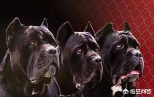 卡斯罗犬介绍  卡斯罗犬怎么训练-警犬训练器材厂家 _警犬训练用品_工作犬训练用品-南京开久警犬装备