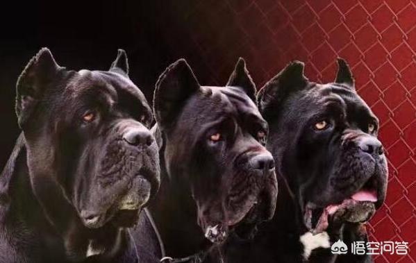 卡斯罗犬介绍 卡斯罗犬怎么训练 - 警犬训练器材厂家 _警犬训练用品_工作犬训练用品-南京开久警犬装备-警犬训练器材厂家 _警犬训练用品_工作犬训练用品-南京开久警犬装备