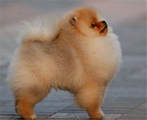 博美犬怎么养博美饲养 ***-警犬训练器材厂家 _警犬训练用品_工作犬训练用品-南京开久警犬装备