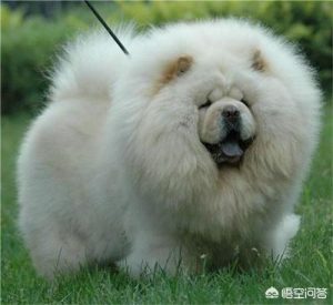 松狮吃什么好松狮犬吃什么狗粮好？-警犬训练器材厂家 _警犬训练用品_工作犬训练用品-南京开久警犬装备