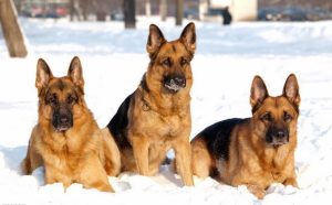 德国牧羊犬分几种品种(德国牧羊犬品种分类)-警犬训练器材厂家 _警犬训练用品_工作犬训练用品-南京开久警犬装备