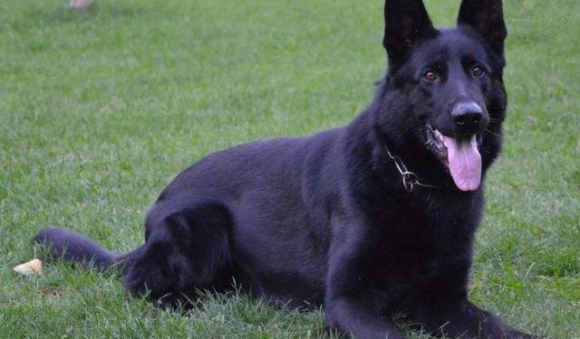 东德牧羊犬的优点和缺点(东德牧羊犬的优点和缺点和狼青谁厉害点) - 警犬训练器材厂家 _警犬训练用品_工作犬训练用品-南京开久警犬装备-警犬训练器材厂家 _警犬训练用品_工作犬训练用品-南京开久警犬装备