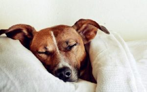 狗狗发烧吃什么药退烧(狗发烧吃什么药)-警犬训练器材厂家 _警犬训练用品_工作犬训练用品-南京开久警犬装备