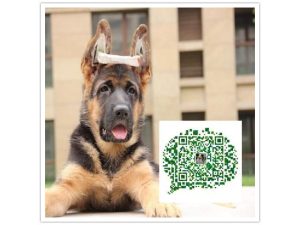 德国牧羊犬售价多少(东德国牧羊犬多少钱一只)-警犬训练器材厂家 _警犬训练用品_工作犬训练用品-南京开久警犬装备