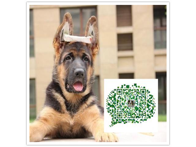 德国牧羊犬售价多少(东德国牧羊犬多少钱一只) - 警犬训练器材厂家 _警犬训练用品_工作犬训练用品-南京开久警犬装备-警犬训练器材厂家 _警犬训练用品_工作犬训练用品-南京开久警犬装备