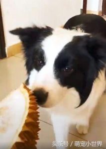 边境牧羊犬性格如何?如何挑选边境牧羊犬-警犬训练器材厂家 _警犬训练用品_工作犬训练用品-南京开久警犬装备