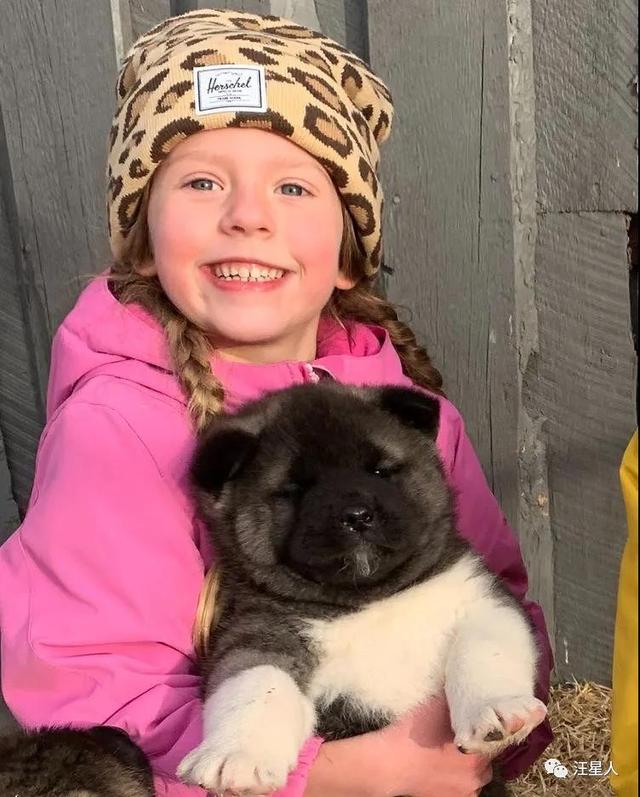 美系秋田犬(美系秋田犬的优缺点) - 警犬训练器材厂家 _警犬训练用品_工作犬训练用品-南京开久警犬装备-警犬训练器材厂家 _警犬训练用品_工作犬训练用品-南京开久警犬装备