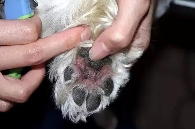 狗狗不停舔主人脚丫(狗狗不停舔主人是什么意思) - 警犬训练器材厂家 _警犬训练用品_工作犬训练用品-南京开久警犬装备-警犬训练器材厂家 _警犬训练用品_工作犬训练用品-南京开久警犬装备