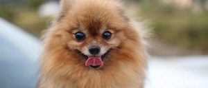 狐狸犬和博美的区别_小型狐狸犬和博美的区别-警犬训练器材厂家 _警犬训练用品_工作犬训练用品-南京开久警犬装备