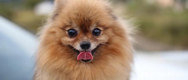 狐狸犬和博美的区别_小型狐狸犬和博美的区别 - 警犬训练器材厂家 _警犬训练用品_工作犬训练用品-南京开久警犬装备-警犬训练器材厂家 _警犬训练用品_工作犬训练用品-南京开久警犬装备