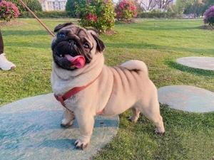 巴哥犬与沙皮犬的区别(巴哥犬沙皮犬斗牛犬)-警犬训练器材厂家 _警犬训练用品_工作犬训练用品-南京开久警犬装备