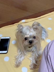 约克夏狗的缺点看完你还爱它吗-警犬训练器材厂家 _警犬训练用品_工作犬训练用品-南京开久警犬装备