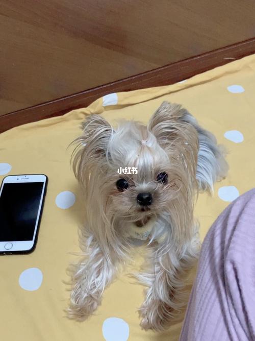 约克夏狗的缺点看完你还爱它吗 - 警犬训练器材厂家 _警犬训练用品_工作犬训练用品-南京开久警犬装备-警犬训练器材厂家 _警犬训练用品_工作犬训练用品-南京开久警犬装备