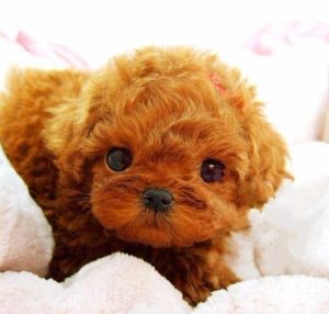 泰迪犬应该怎样训练萌宠(怎样训练泰迪犬舞蹈)-警犬训练器材厂家 _警犬训练用品_工作犬训练用品-南京开久警犬装备