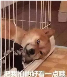 北登柴犬临死的样子-警犬训练器材厂家 _警犬训练用品_工作犬训练用品-南京开久警犬装备