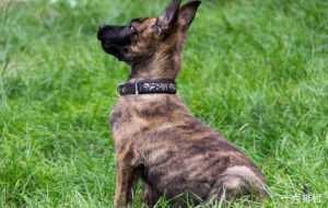 警犬最好的品种萌宠(警犬最好的品种是什么犬)-警犬训练器材厂家 _警犬训练用品_工作犬训练用品-南京开久警犬装备